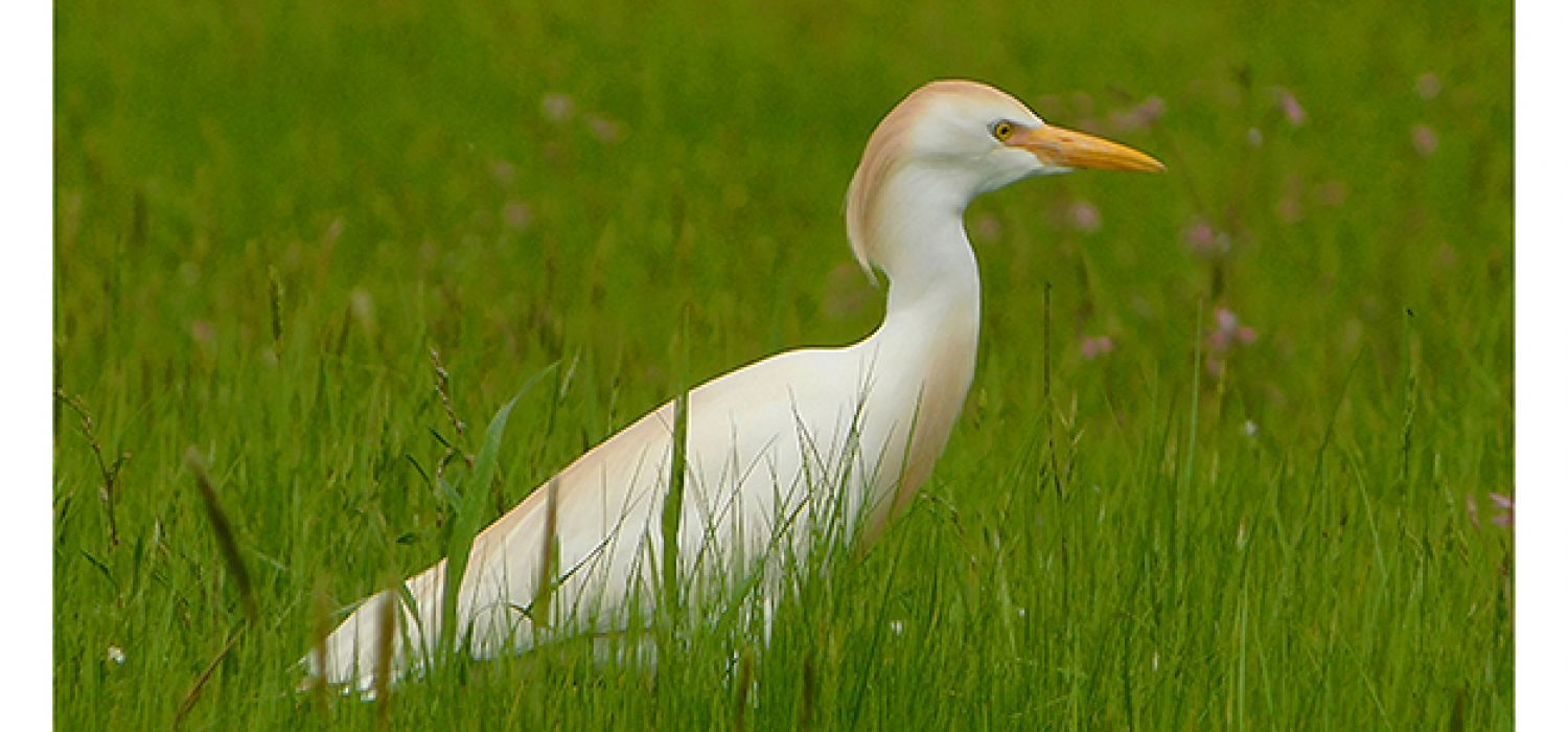 Ali sulla palude 2 - Corso di Birdwatching per tutti